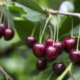 Les cerises suisses ne sont pas seulement un délice, mais elles sont aussi très saines, rappelle Fruit-Union suisse (archives). KEYSTONE/GAETAN BALLY
